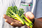 Auch optisch macht die Erntepremiere von Pfalzmarkt eG was her: Er ist zarter als marktüblicher Brokkoli und kann im Ganzen verzehrt werden.