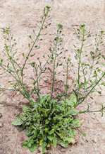 Hirtentäschelpflanze mit Fruchtstand.