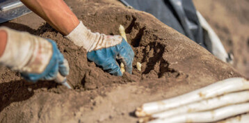 Im Januar trifft sich die Spargelbranche wieder in Grünberg.
