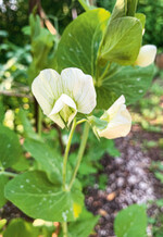 Wakil XL in Erbsen, Futtererbsen und Buschbohnen hat nun eine Notfallzulassung.