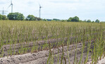 Nach der Spargelernte beginnt der Kampf gegen Pilzkrankheiten und Spargelfliege.