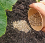 Ausbringung von Aphidoletes gegen Blattläuse.