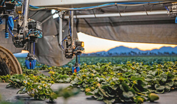Die Roboter nutzen KI sowie Sensoren, um reife Frchte zu erkennen und schonend via Greifarm zu ernten. 