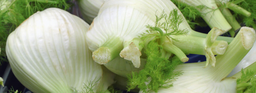 Fenchel 