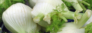 Fenchel 