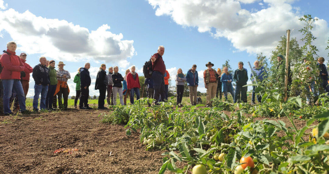 Dr. Bernd Horneburg (im Vordergrund) erklärt den Aufbau des Freilandtomatenversuchs.