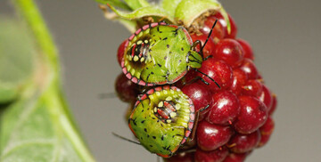 Nymphen der Grnen Reiswanze an einer Brombeere.