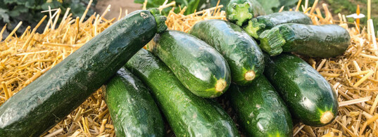 Verzehrmonitor Zucchini