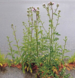 Eine blühende Pflanze der Acker Kratzdistel.