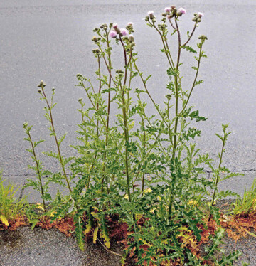 Eine blhende Pflanze der Acker Kratzdistel.
