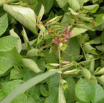 Bei erkrankten Stauden sind die Blätter an den Spitzentrieben rötlich verfärbt.