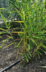 Infizierte Ingwerpflanze mit Welkesymptomen.