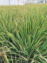 Rostbefall von Zitronengras in einem Bestand auf der Insel Reichenau.