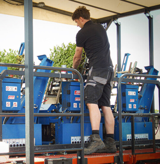 Die vollen Kisten werden manuell in einen der drei Pflanzroboter der Ferrrari Futura Twin-Pflanzmaschine gefhrt.