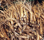 Ginseng ist in Südkorea eine beliebte Arzneipflanze.