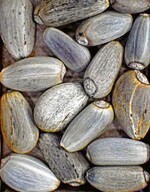 Die relativ großen, typisch ovalen Samen der Artischocke.