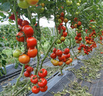 Die Bewässerung des Tomatengewächshauses von Christoph Good wird mithilfe von Bodensonden gesteuert.