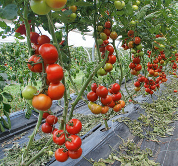 Die Bewsserung des Tomatengewchshauses von Christoph Good wird mithilfe von Bodensonden gesteuert.