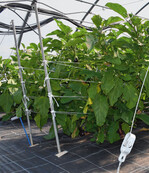 Auberginen, angebaut im französischen System, sind durch die Pflanzendichte schwerer zu beernten.