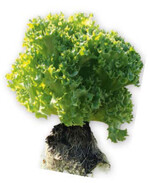 Der „offene Eissalat“ ‘Lalique RZ’ bringt mit 320 g etwa 15 Einzelblätter als Sandwichbelag.