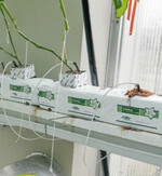 Entfeuchtung mit kontrollierter Lüftung in einem Gewächshaus.