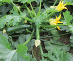 Von Zucchini ‘Patmos’ soll je Erntegang mindestens eine Frucht erntefähig sein.