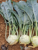 Leicht zu ernten: Kohlrabi ‘Alme’.