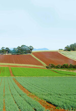 Ferrasol, der vulkanische Boden Tasmaniens, mit hohem Eisen-Gehalt, wird nach russischen Richtlinien in Güteklassen eingeteilt.
Der Ton-/Lehmanteil ist hoch. Aber es handelt sich um einen siebfähigen, nicht um schweren Ton. Bei Nässe kann es zu
Verdichtungsproblemen kommen. Die Ackerkrume ist je nach Gebiet zwischen 400 und 500 mm stark. Sichtbar voneinander
trennbare Bodenschichten sind nicht auszumachen.
