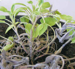 Eine verbräunte Basis und chlorotische, welkende Blätter
sind typische Symptome einer Phytophthora-Erkrankung
an Salbei (Salvia officinalis).