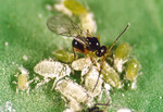 Alloxysta spec. parasitiert
Diaretiella rapae in der
Mehligen Kohlblattlaus.