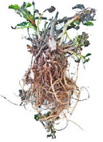 Das Rhizom einer durch Frost geschädigten
Zitronenmelissenpflanze ist im
Anschnitt trocken und hell verfärbt.