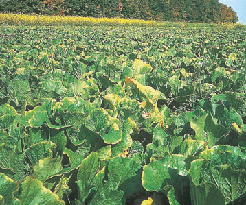 Erntereifer Chinakohl hat zunehmend
Probleme mit Blattflecken
(Alternaria und Phoma).