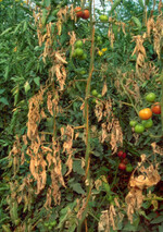 Starker Befall an Tomatenpflanzen,
verursacht durch Tomatenrostmilben