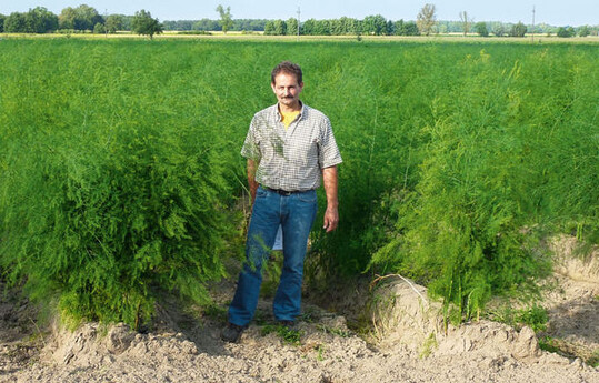 Betriebsleiter und Gesellschafter
Axel Tinneberg hat die 12 ha Spargel
gut im Griff.