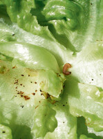 Raupen verschiedener Erdeulen leben
in den ersten Wochen an oberirdischen
Pflanzenteilen. Diese Raupe ist etwa
5 mm groß.