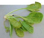 Ältere Blätter sind meist stärker
geschädigt. Die kleinen hellgrauen
Flecken haben einen dunklen Rand.