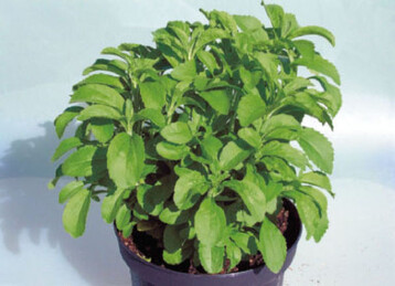Stevia rebaudiana enthlt mehrere natrliche
Sstoffe.