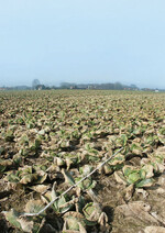 Ist man sicher, dass ein Fremder für
diese Schäden verantwortlich ist, wird
ein Gutachter benötigt. Diesen sollte
man möglichst „klug“ einschalten.