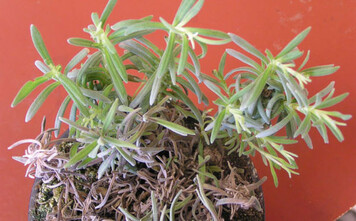 Welke und hellbraune Bltter sowie Triebsterben an Lavandula angustifolia
verursacht durch Phytophthora sp.