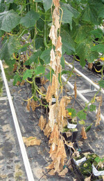 Erreger der Gummistängelkrankheit
(Didymella bryoniae) an Gurke