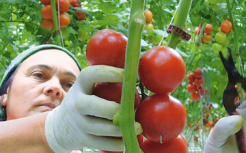 Abbildung1: Bei der Tomatenernte sind mglichst kurze Greifwege bis zur Ablage
in die Kiste das Ziel.
