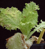 Nekrotische Symptome von
LBVaV auf Salat (‘Winnie’)