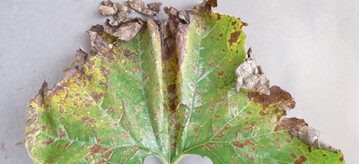 Am Rand laufen die durch Septoria cucurbitacearum verursachten braunen
Blattflecken mit einem helleren bis gelben Rand zusammen.