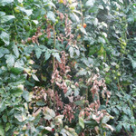 Stark befallene Einzelpflanze
mit Tomatenrostmilben