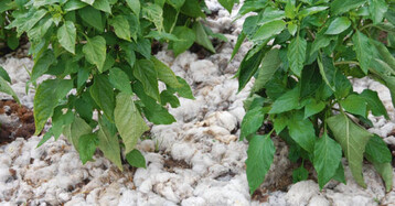 Auch im Mustergarten wird Schafwolle als Mulchmaterial gezeigt, allerdings in
der losen Variante.