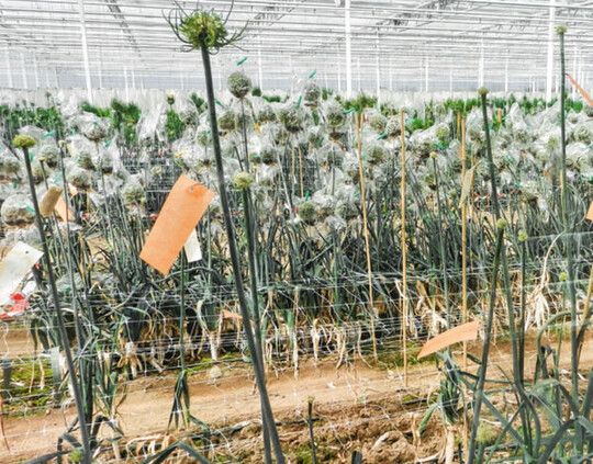 Ausreichend Platz f�r die Porr�e-Z�chtung bietet der neue Z�chtungsstandort Bejo Kessel/NL.