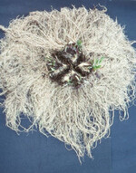 Ziel bei der Baldrianzüchtung
an der Bayerischen Landesanstalt
für Landwirtschaft
ist eine neue Baldriansorte
mit grobem Wurzelwerk und
hohen Inhaltsstoffwerten.