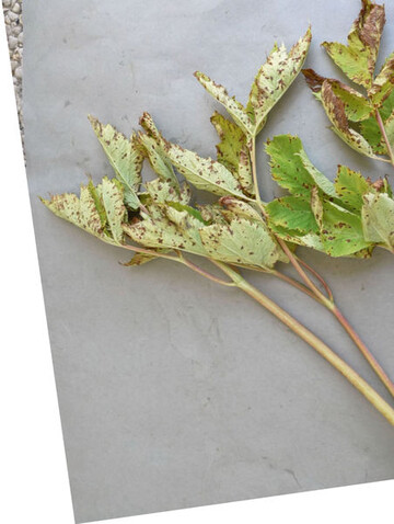 Auf unregelmigen,
braunen
Blattflecken
des Arzneiengelwurz
Angelica archangelica
wurden Stromata und Sporen
(Konidien) der Pilzgattung Cercosporidium
nachgewiesen.