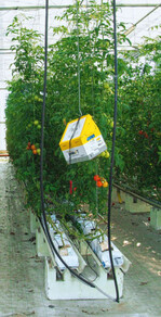 Abbildung 1: Hors-Sol-Tomaten, Reihenabstand 1,8 m, mittlere Laubwandhöhe (unterstes bis oberstes Blatt) 2,27 m, Laubwandfläche 25.111 m²/ ha, berechnet nach: (Laubwandhöhe m x 2 x 10.000 m²)/ Reihenabstand m. Ermittelte Blattfläche 26.278 m²/ha
