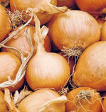 ‘Vitalo’ (Nickerson Zwaan) ist eine neue
frühe Zwiebel, die dennoch gut lagerfähig
ist.